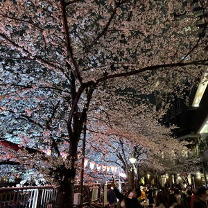 Crowds enjoying the sakura in Naka Meguro