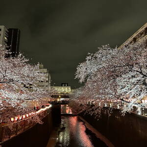 Cherry blossoms lit up in Naka Meguro