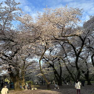 Cherry blossom trees at sunset in Shinjuku Gyoen park