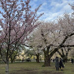 Different shades of cherry blossoms