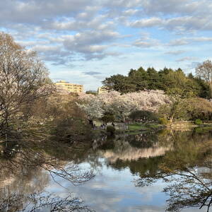 A peaceful scene in Shinjuku Gyoen park