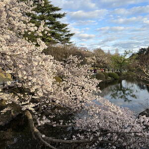 Cherry blossoms in Shinjuku Gyoen park