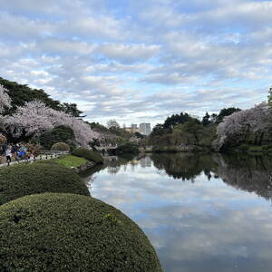 Pond in Shinjuku Gyoen park