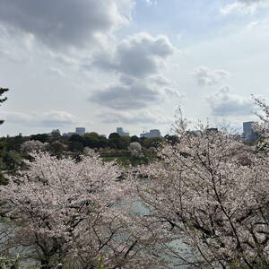 Cherry blossoms in Tokyo