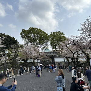 Cherry blossoms near the Imperial Palace