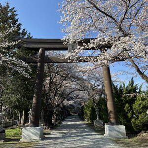 Cherry blossoms in Fujikawaguchiko