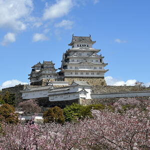 Himeji Castle with cherry blossoms