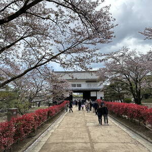 Cherry blossoms in Himeji