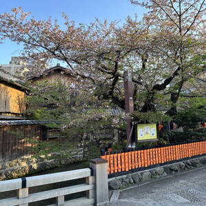 Cherry blossom tree in Kyoto