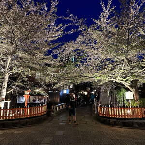 Cherry blossom trees at night in Kyoto