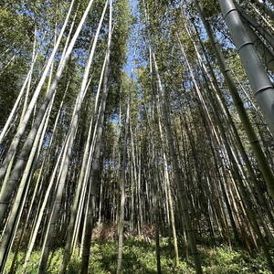 Bamboo forest near Kyoto