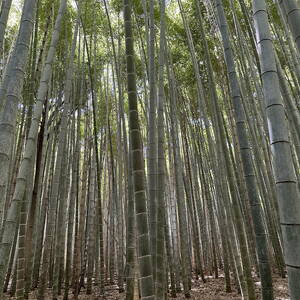 Bamboo forest near Kyoto