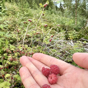 Wild raspberries on our hike