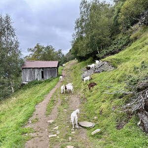 Goats on our hiking trail